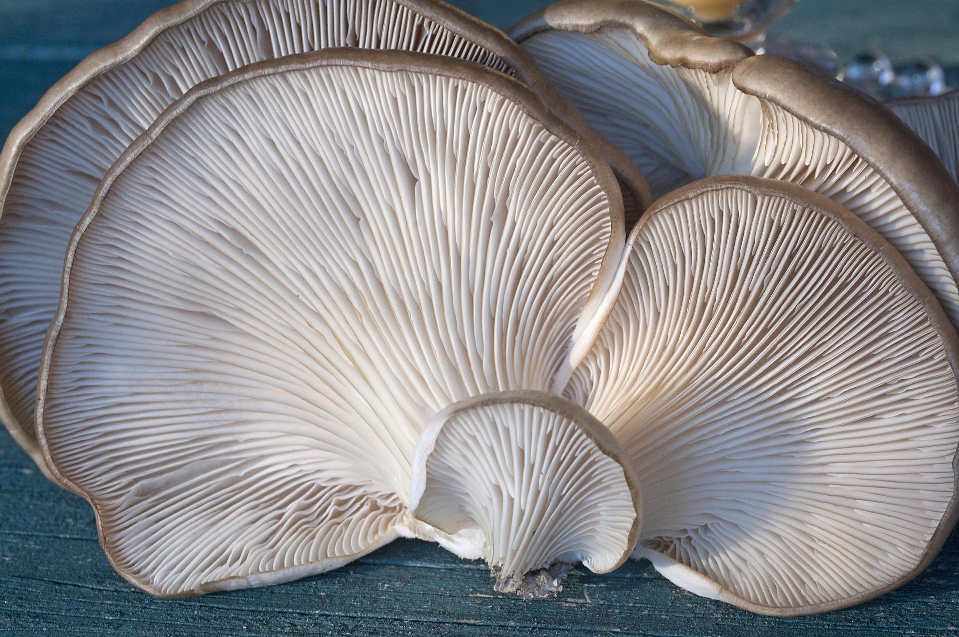 Pleurotus ostreatus