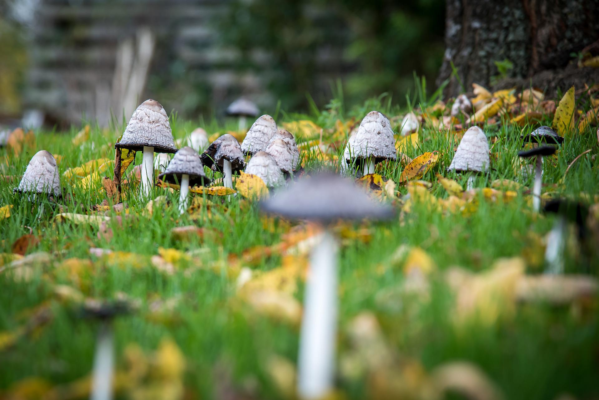 Coprinus comatus