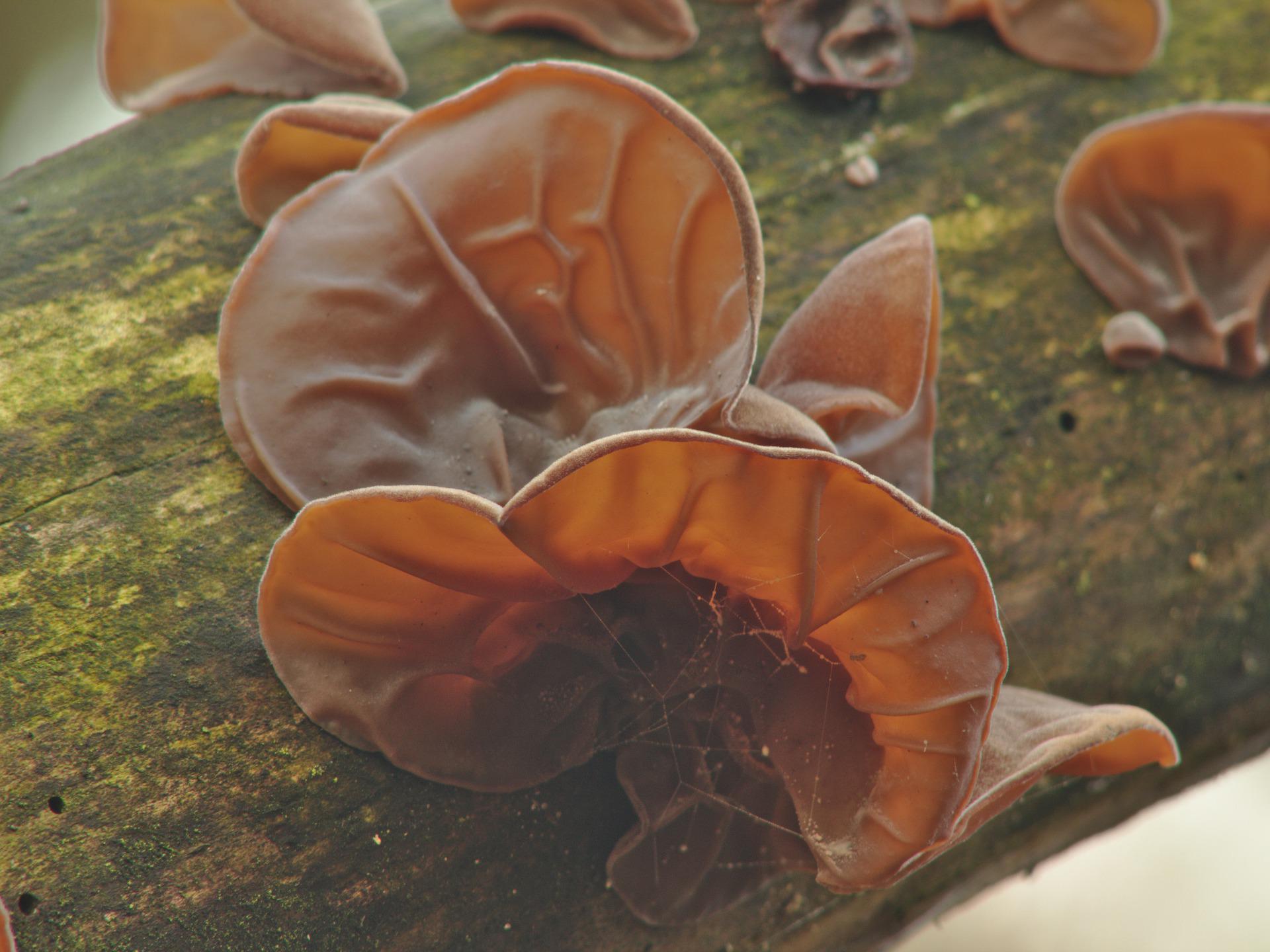 Auricularia auricula-judae